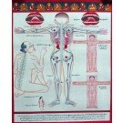 Tibetan Medicine Yoga Thangka no. 4 - 40 x 48cm